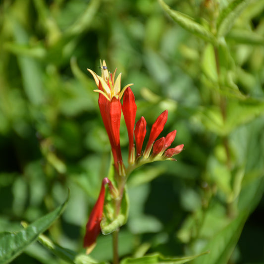 Spigelia marilandica 'Ragin Cajun'