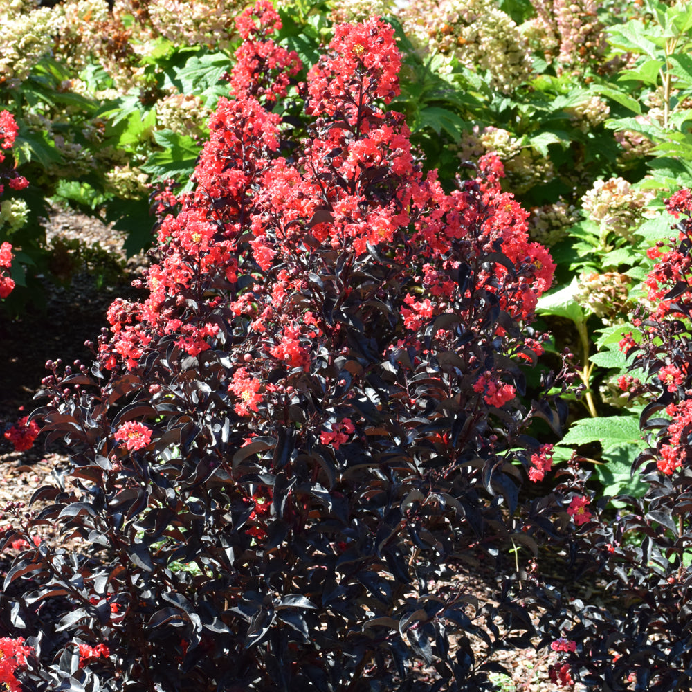 Center Stage® Red Crapemyrtle