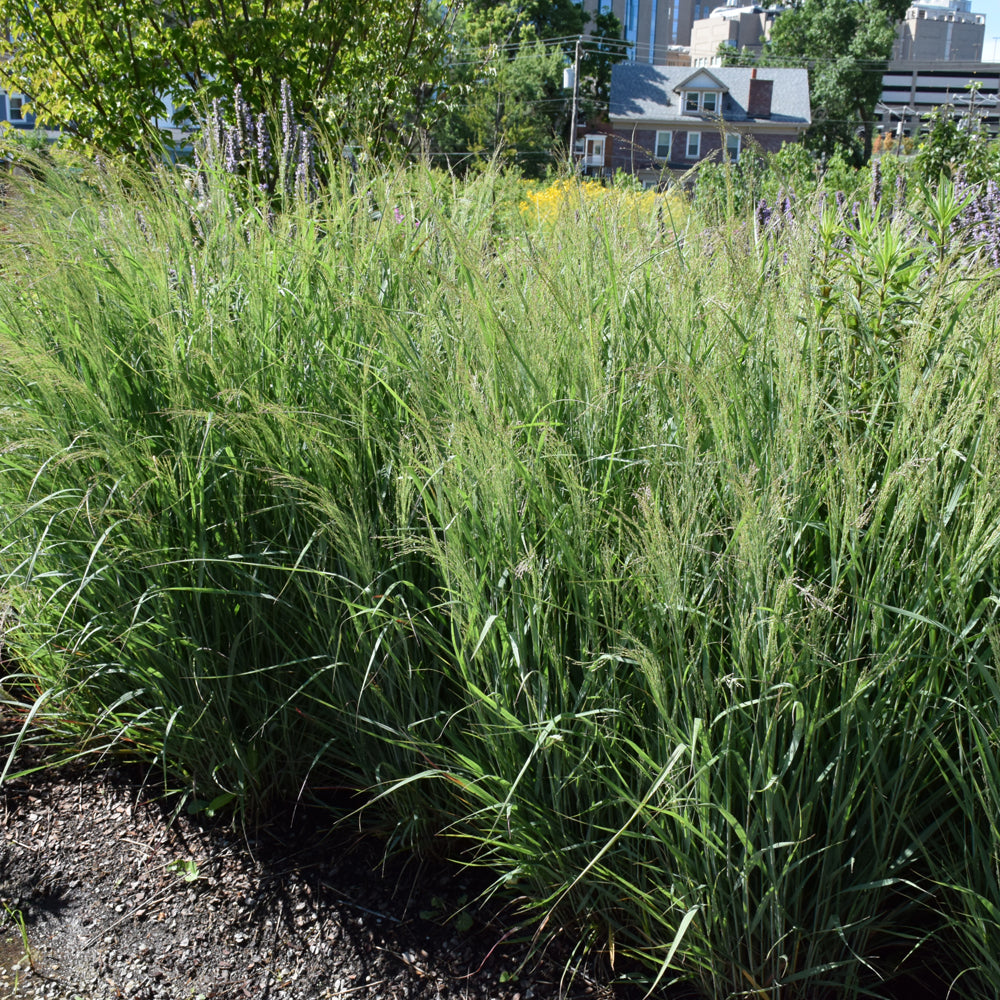 Prairie Winds® Apache Rose Switch Grass