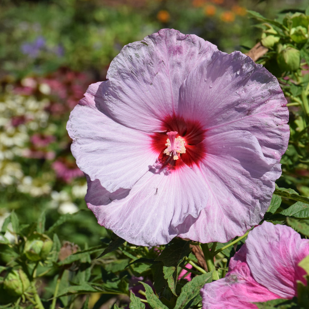 Hibiscus 'Lilac Crush'