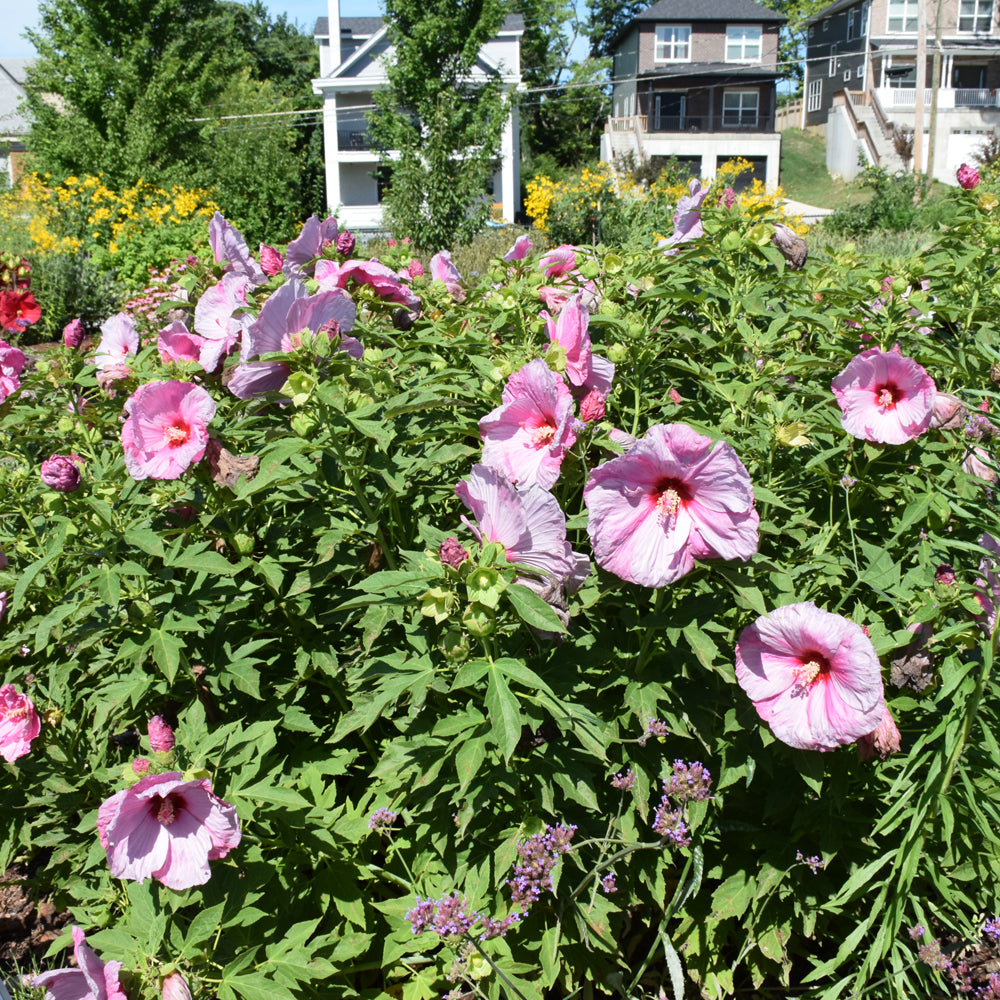 Summerific® Lilac Crush Hibiscus