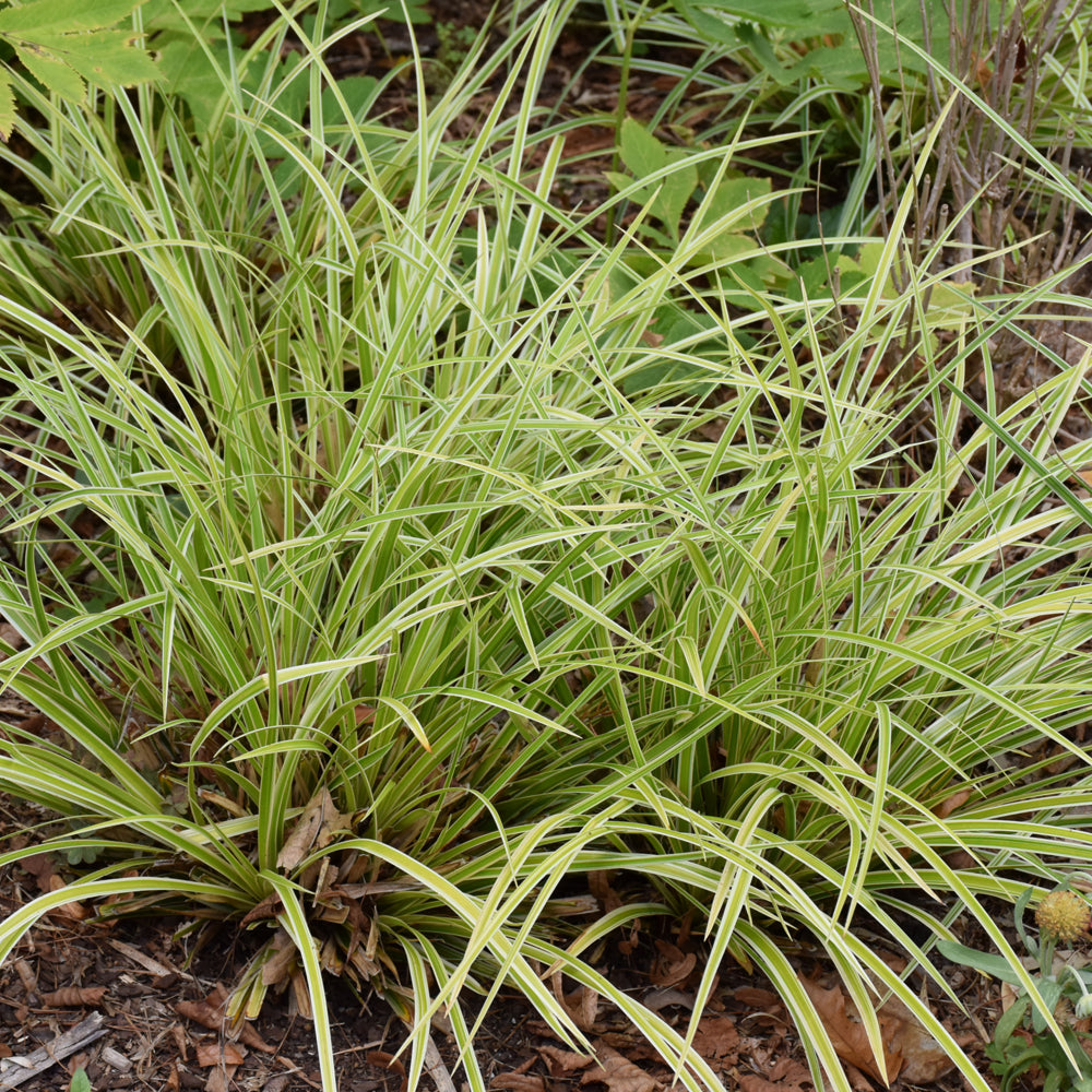 Carex morrowii 'Everglow'