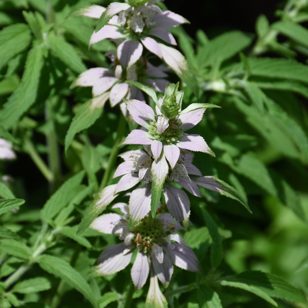 Monarda punctata