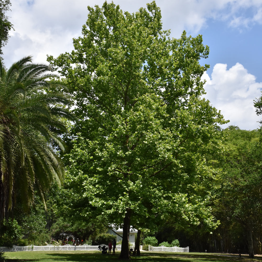 Platanus occidentalis