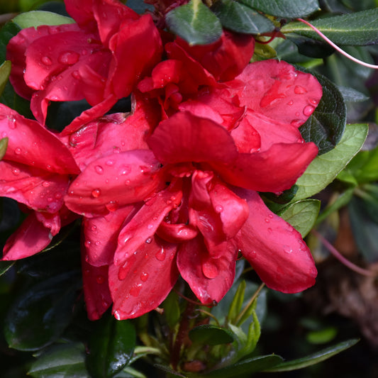 Rhododendron 'Robleza'