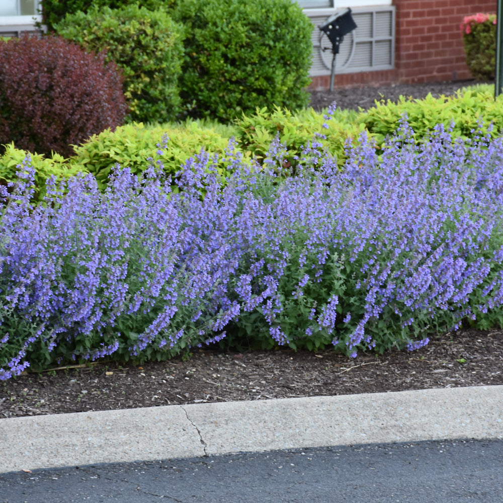 Cat's Meow Catmint