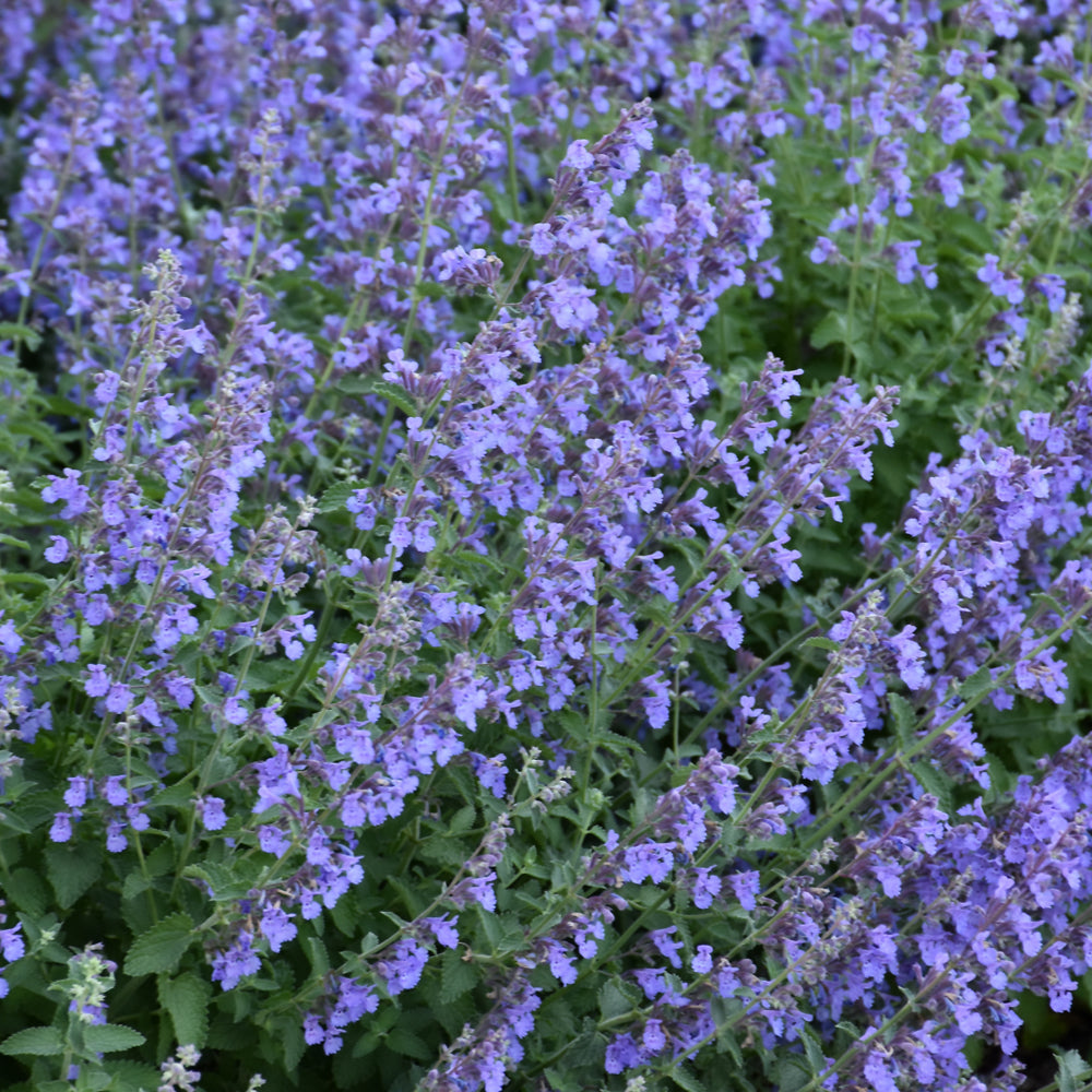 Nepeta x faassenii 'Cat's Meow'