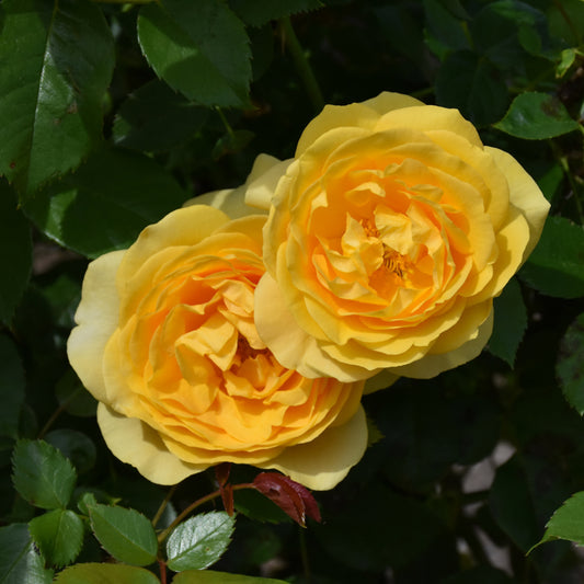 Rosa 'WEKvosstuno'