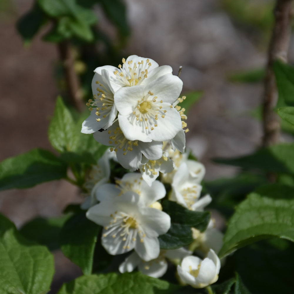 Philadelphus coronarius 'SMNPVG'