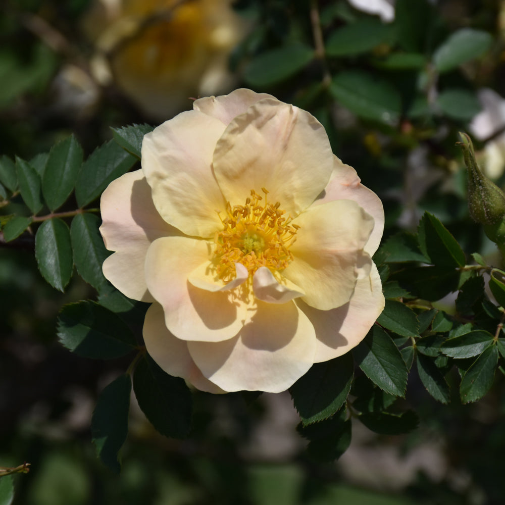 Above And Beyond™ Rose