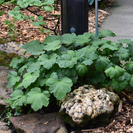 Heuchera americana
