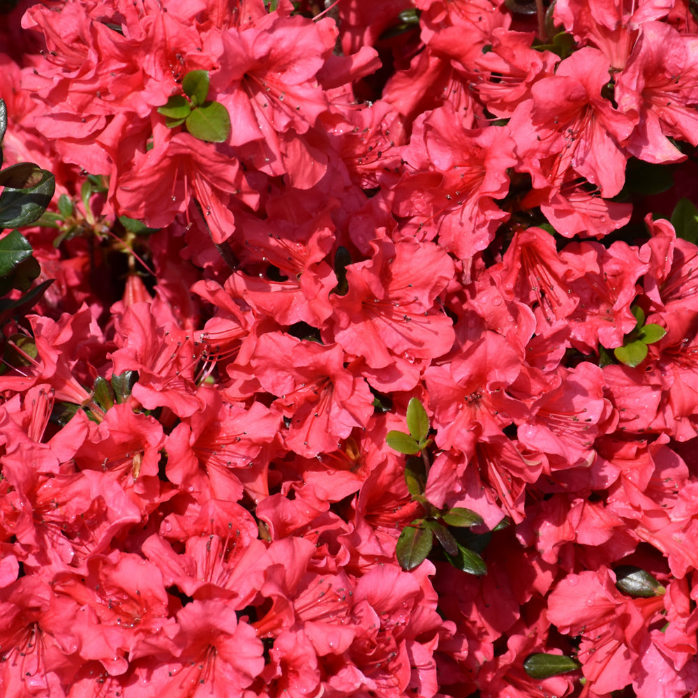 Rhododendron 'Johanna'