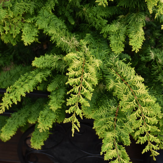 Chamaecyparis obtusa 'Fernspray Gold'