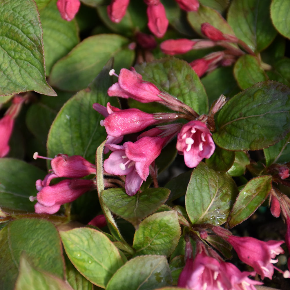 Midnight Sun® Reblooming Weigela