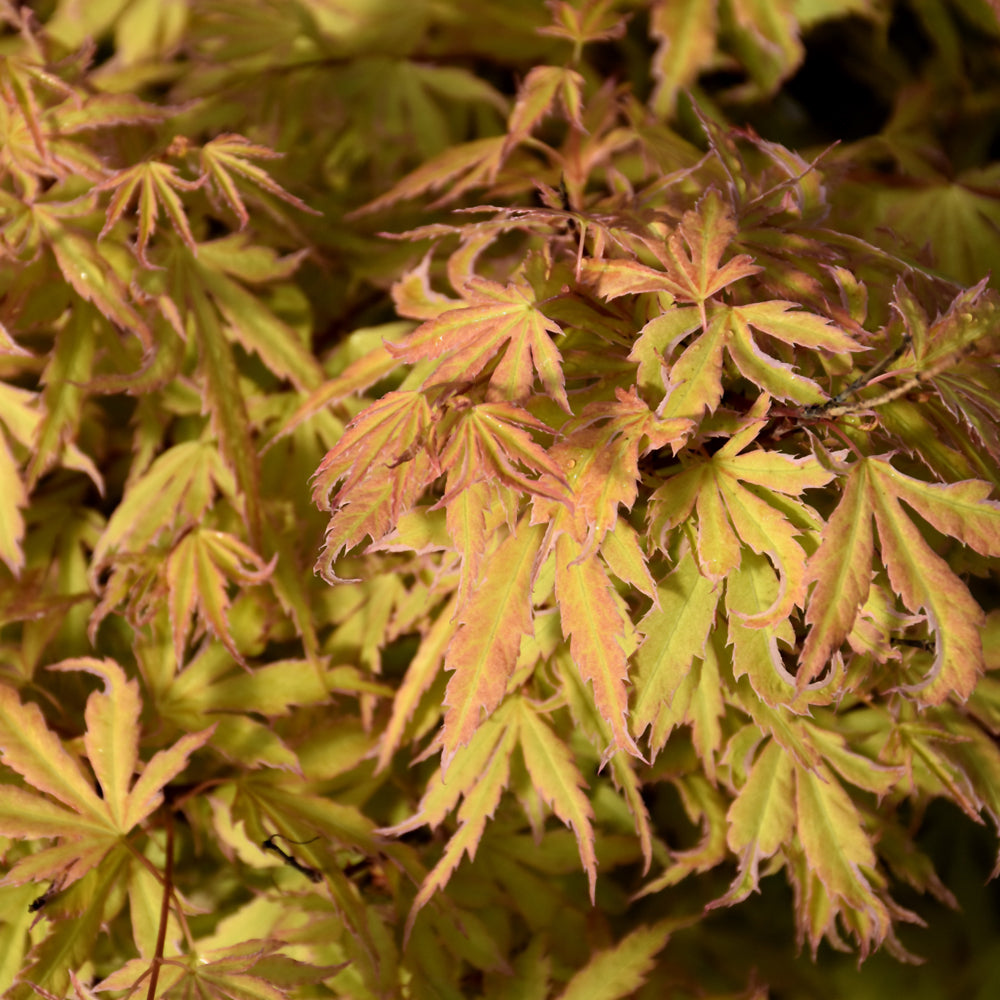 Acer palmatum 'ARJOS1'