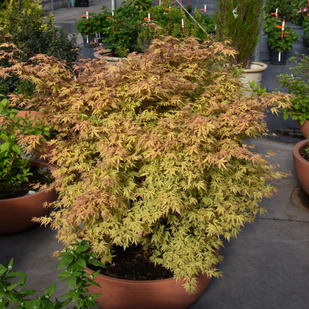 Metamorphosa® Japanese Maple