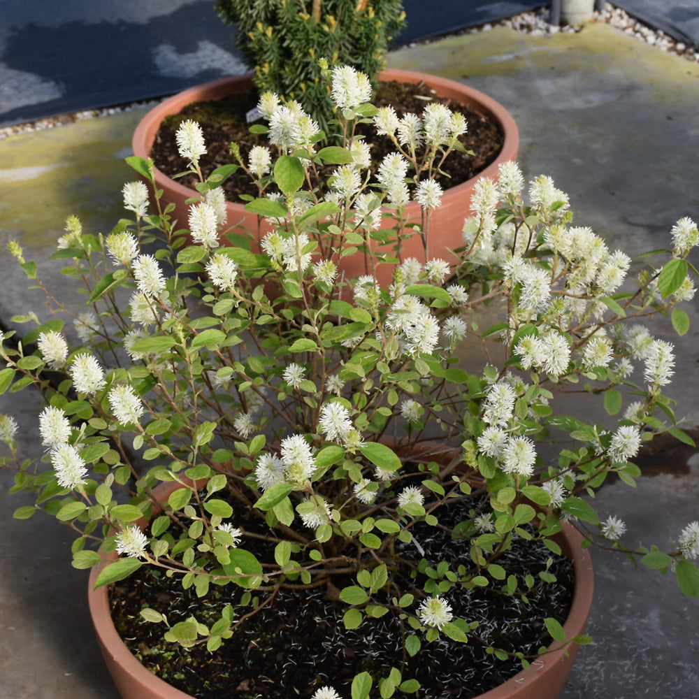 Legend Of The Small® Fothergilla