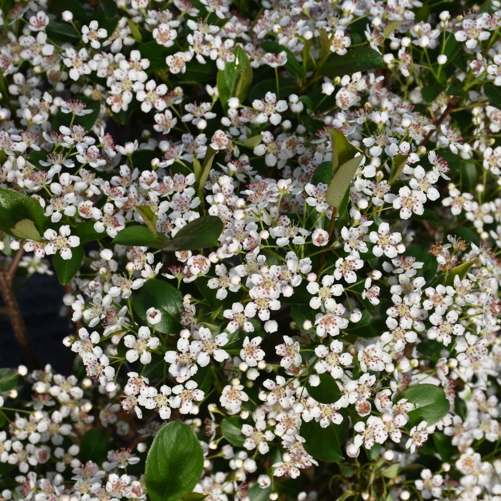 Aronia melanocarpa 'SMNAMPEM'