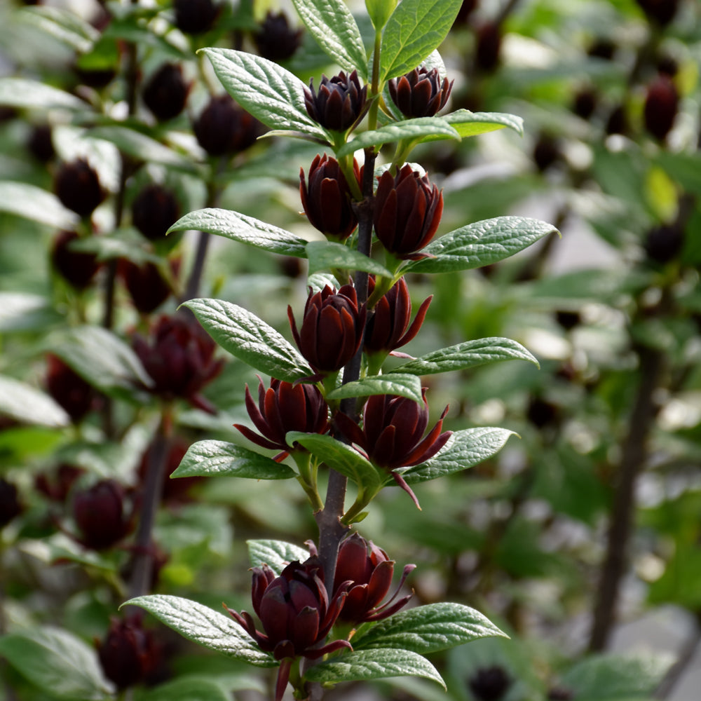 Simply Scentsational® Sweetshrub