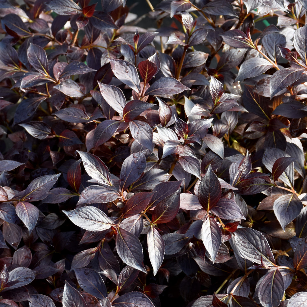 Midnight Wine Shine® Weigela