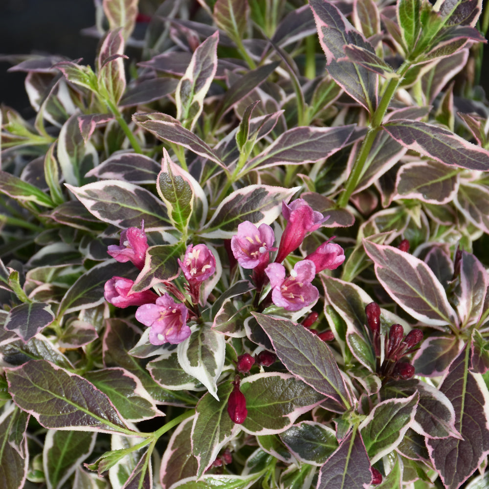 My Monet Purple Effect® Weigela