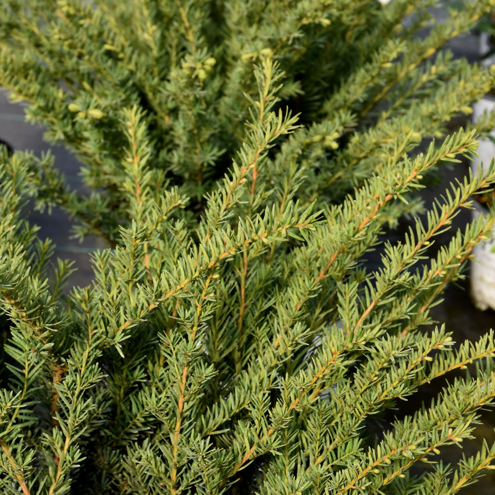 Stonehenge Dark Druid® Yew