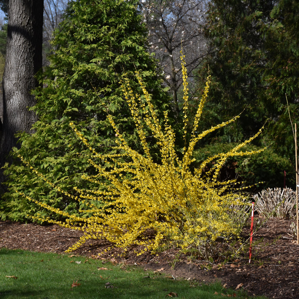 Show Off® Forsythia