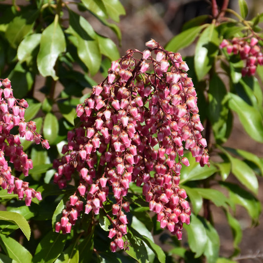 Pieris japonica 'FARROWPJRF'