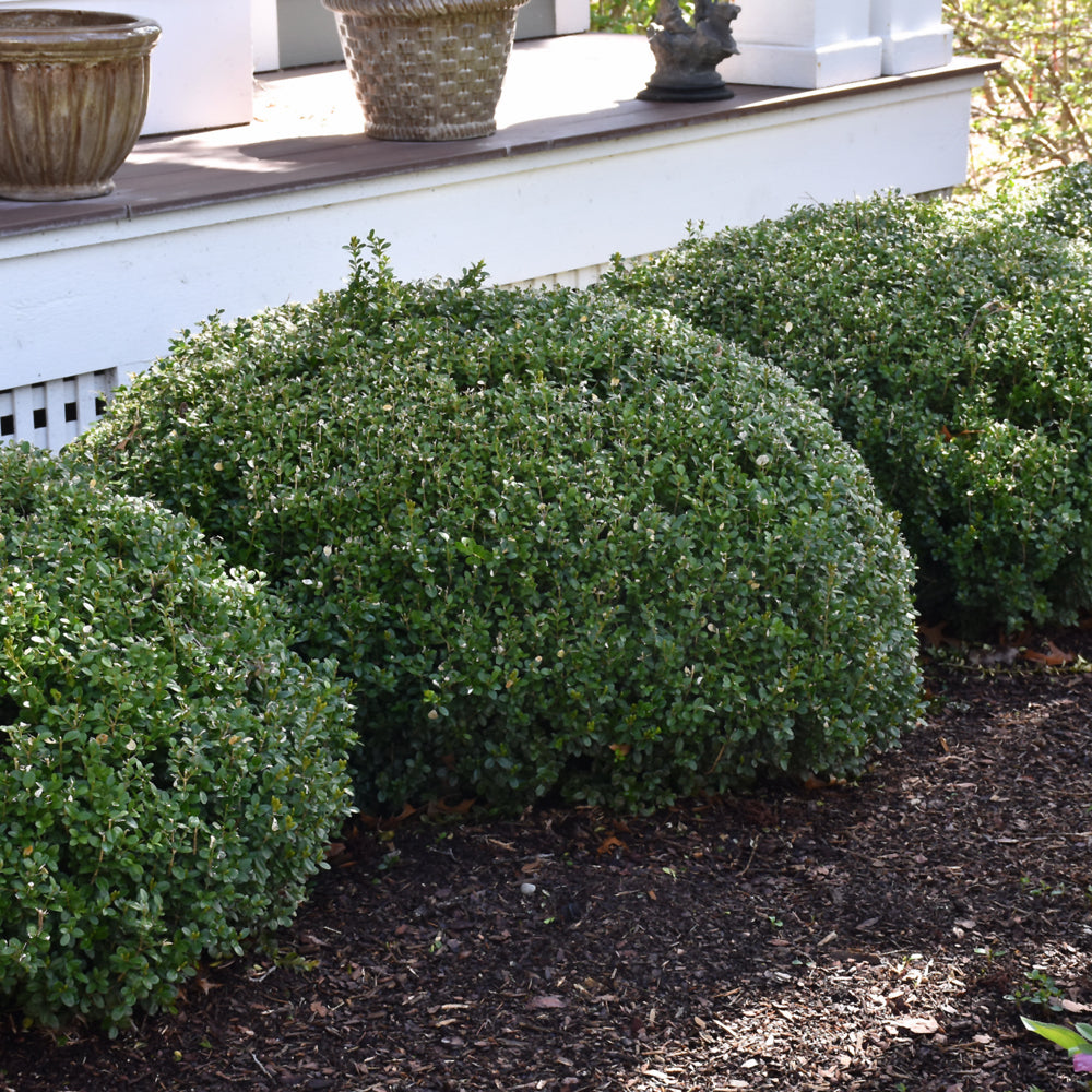 Sprinter® Boxwood