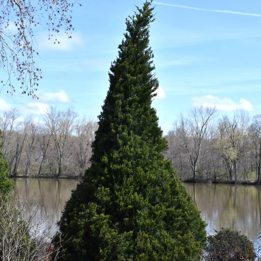 Juniperus chinensis 'RIKAG'