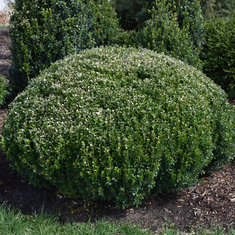 Buxus microphylla 'Bulthouse'