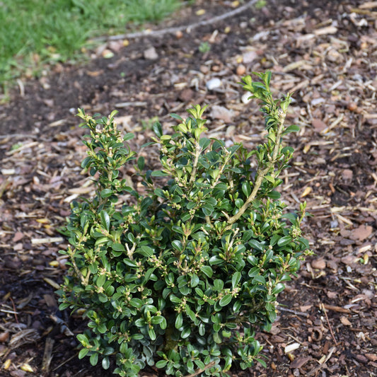 Buxus 'SB 108'