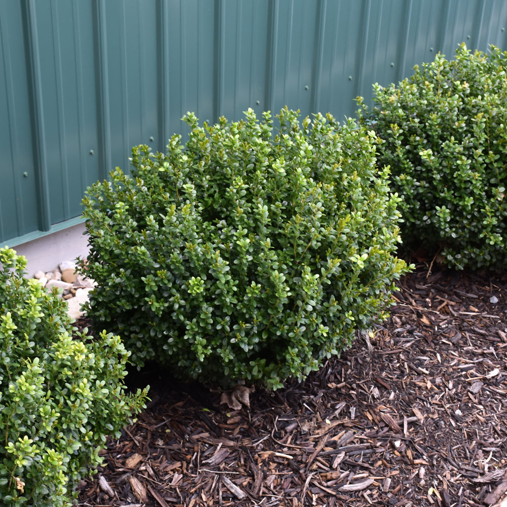 Buxus 'SB 300'