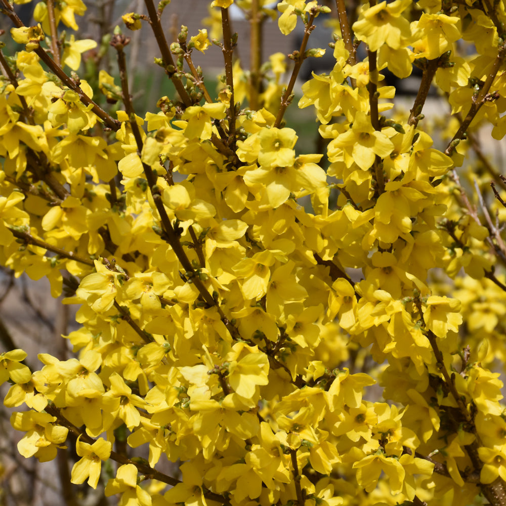 Forsythia x intermedia 'Mindor'