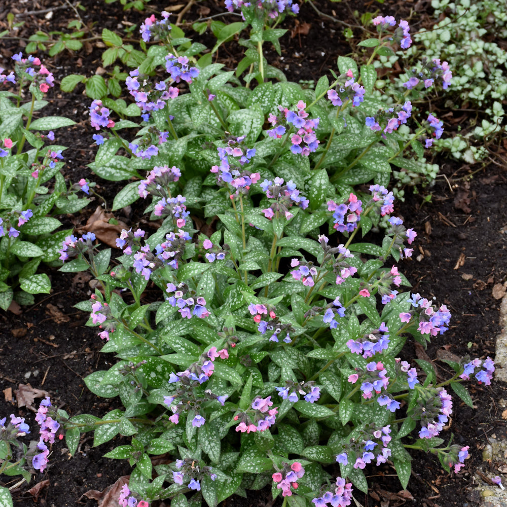Pretty In Pink Lungwort