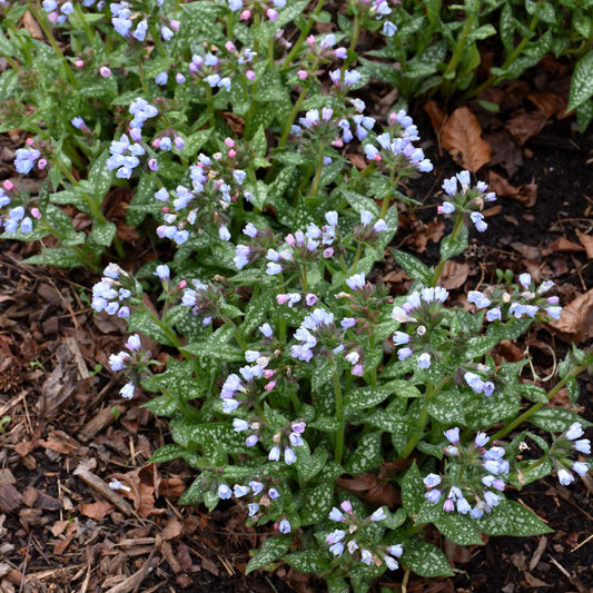 Pulmonaria 'Twinkle Toes'