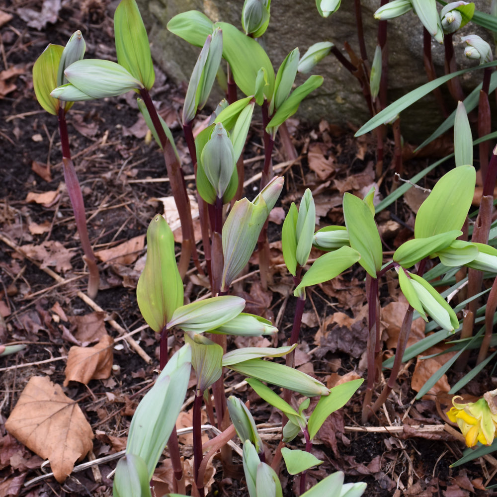 Polygonatum odoratum 'Ruby Slippers'