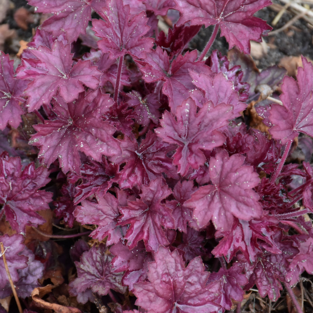 Wild Rose Coral Bells