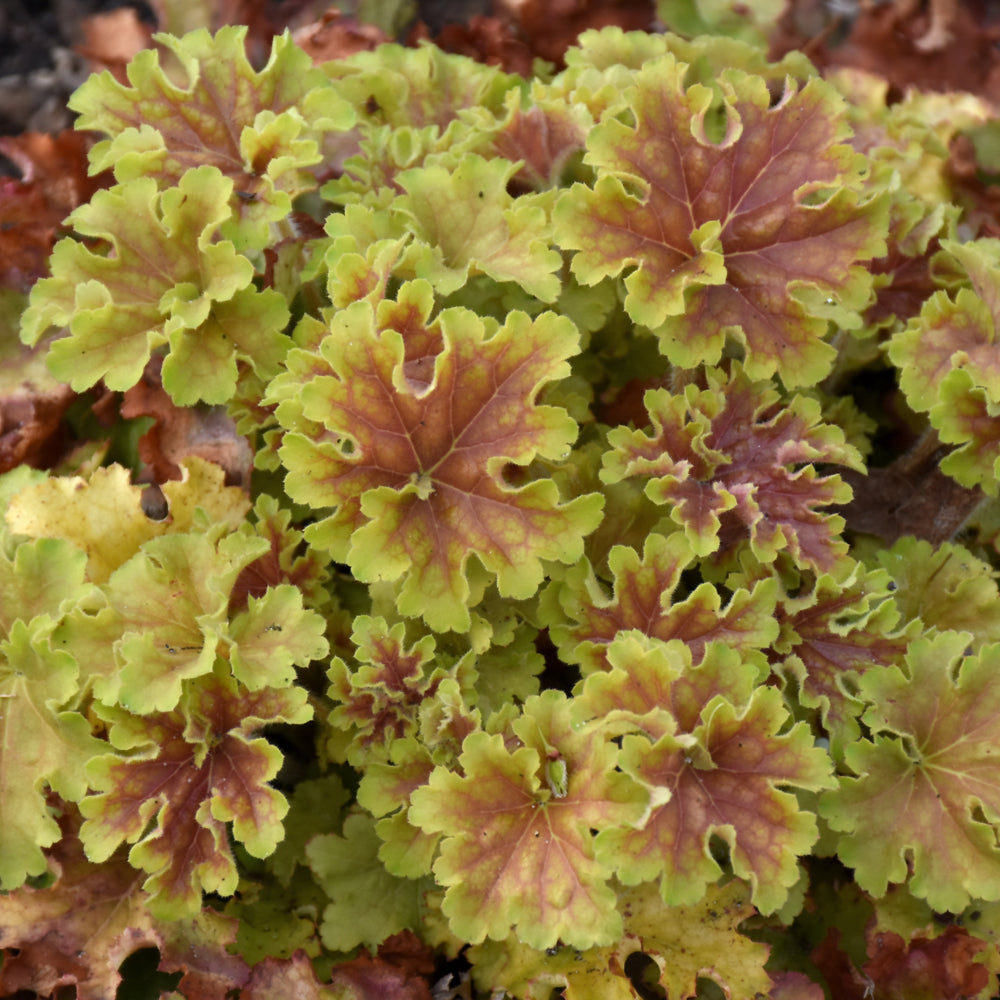 Heuchera 'Apple Twist'