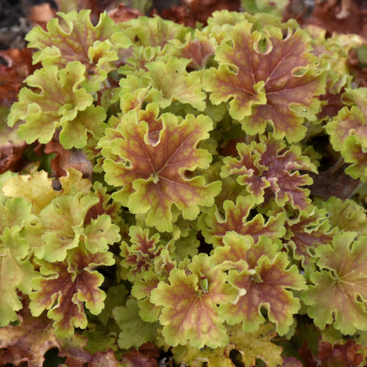 Heuchera 'Apple Twist'