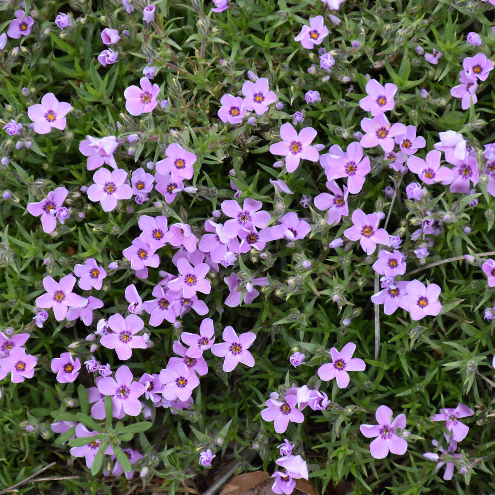 Phlox subulata 'Eye Shadow'