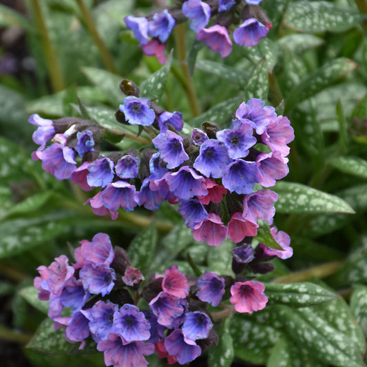 Pulmonaria 'Pretty In Pink'