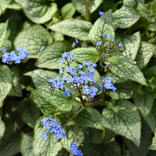 Brunnera macrophylla 'Queen of Hearts'