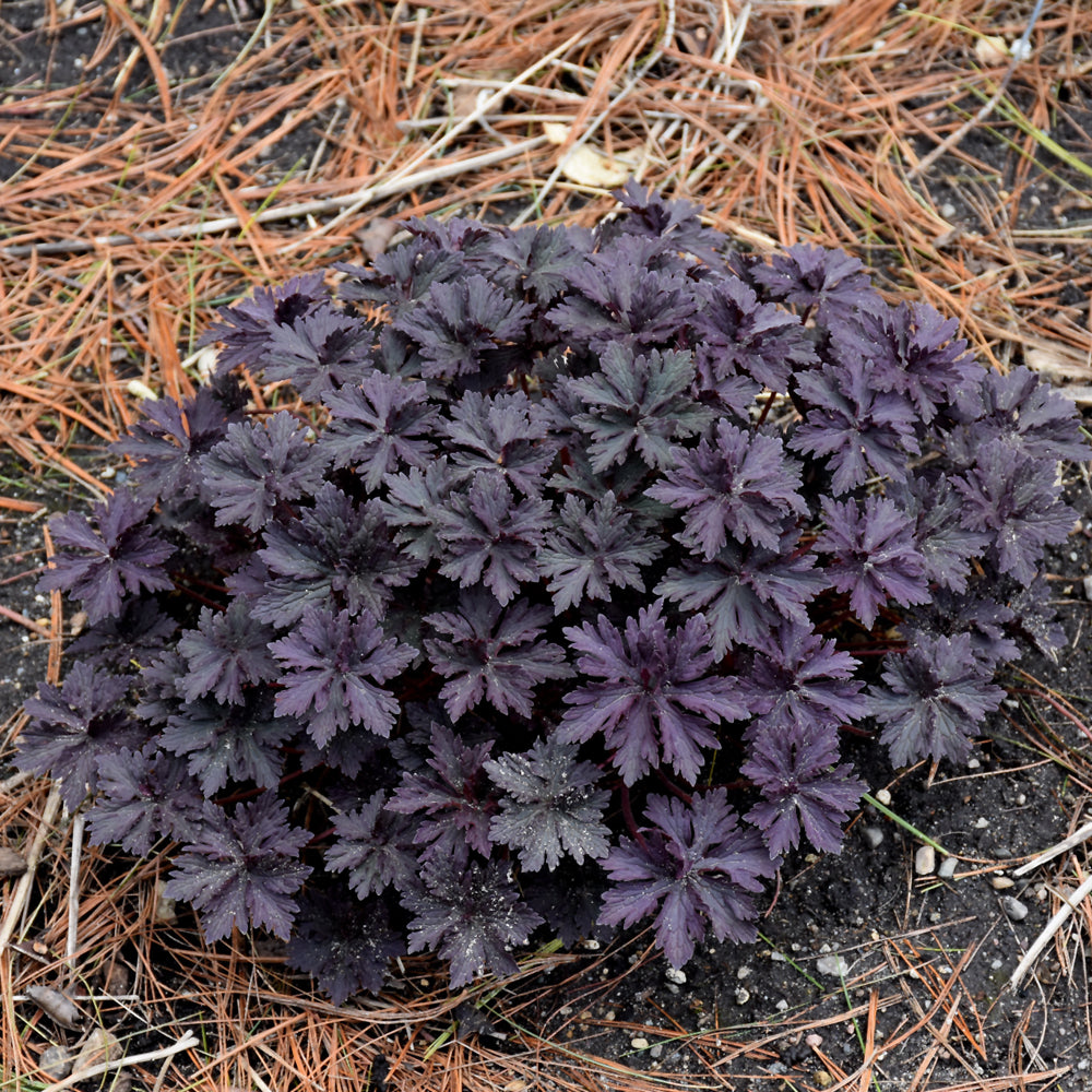 Boom Chocolatta Cranesbill