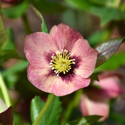 Helleborus 'Sandy Shores'