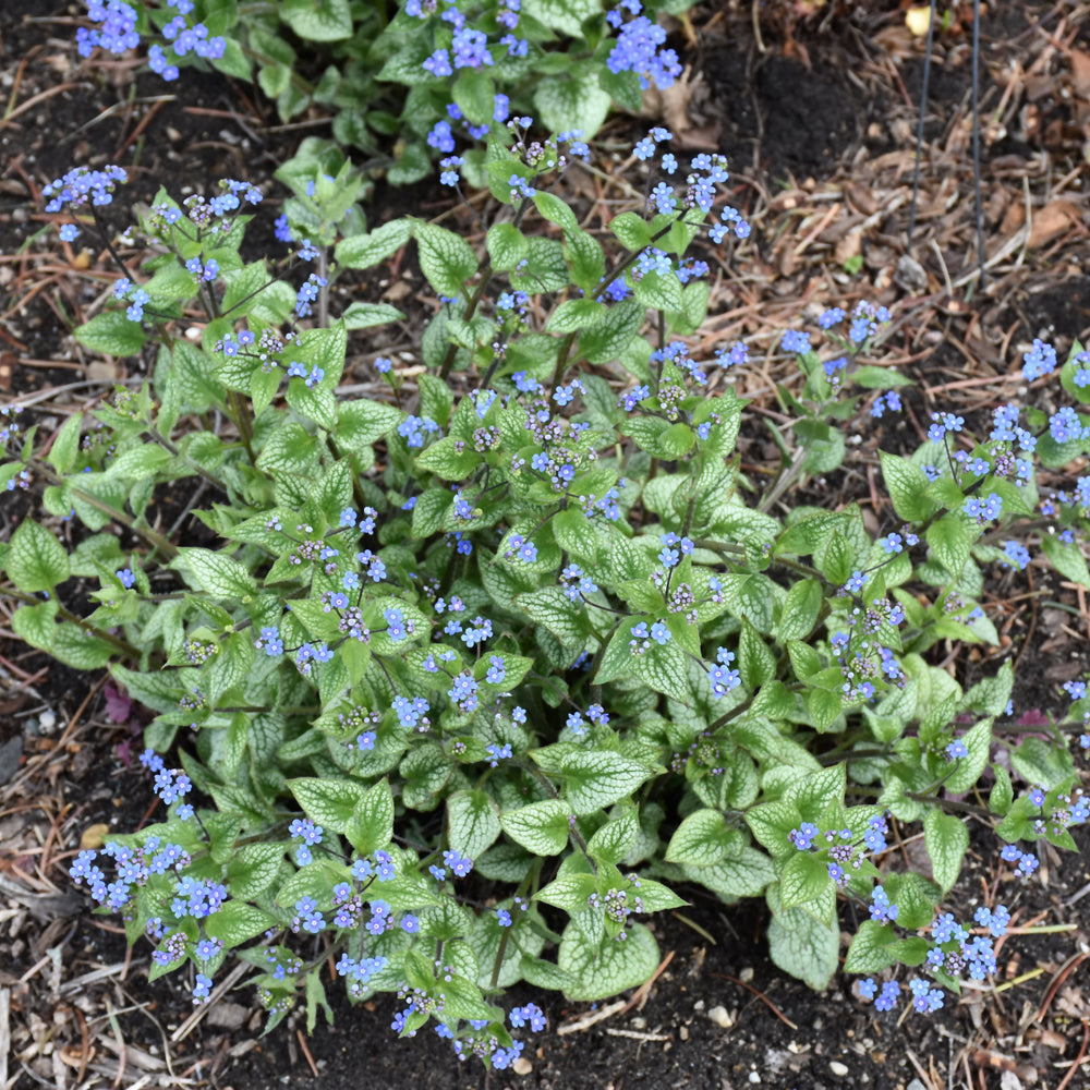 Queen of Hearts Bugloss