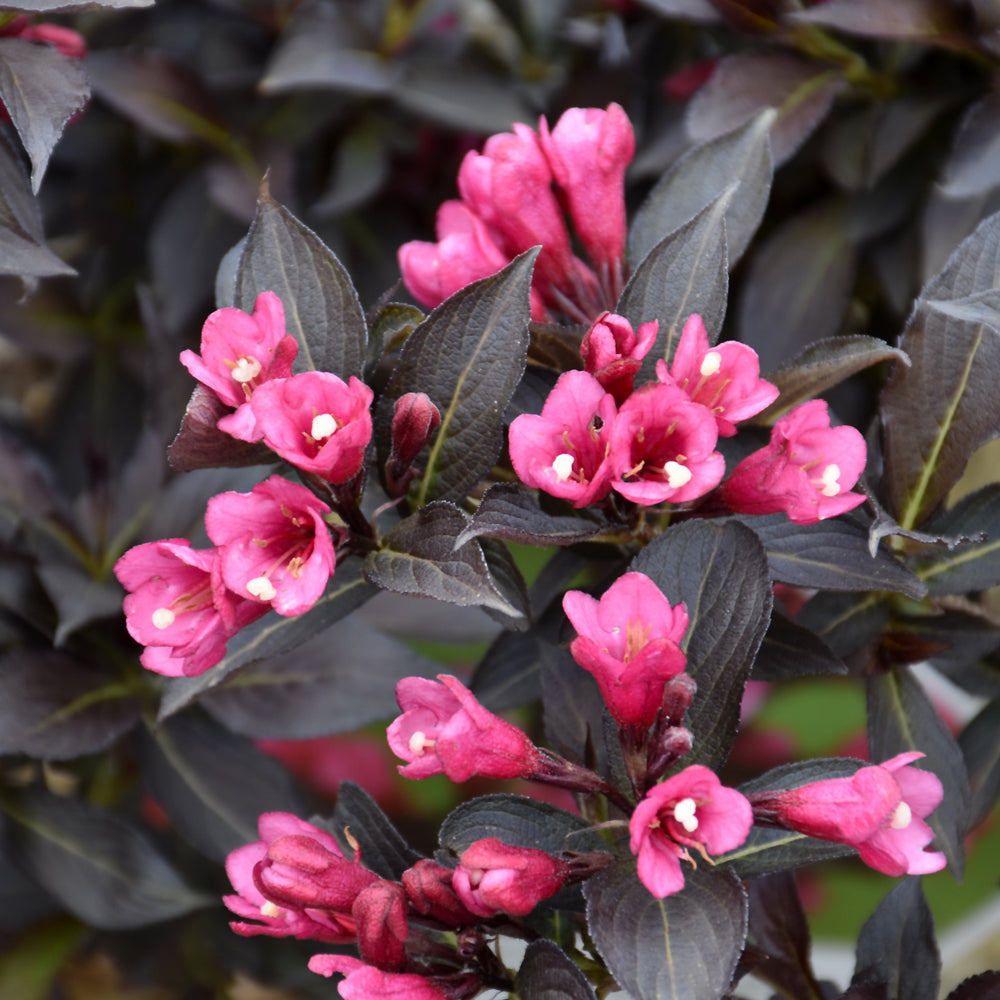 Weigela florida 'Bokraspiwi'