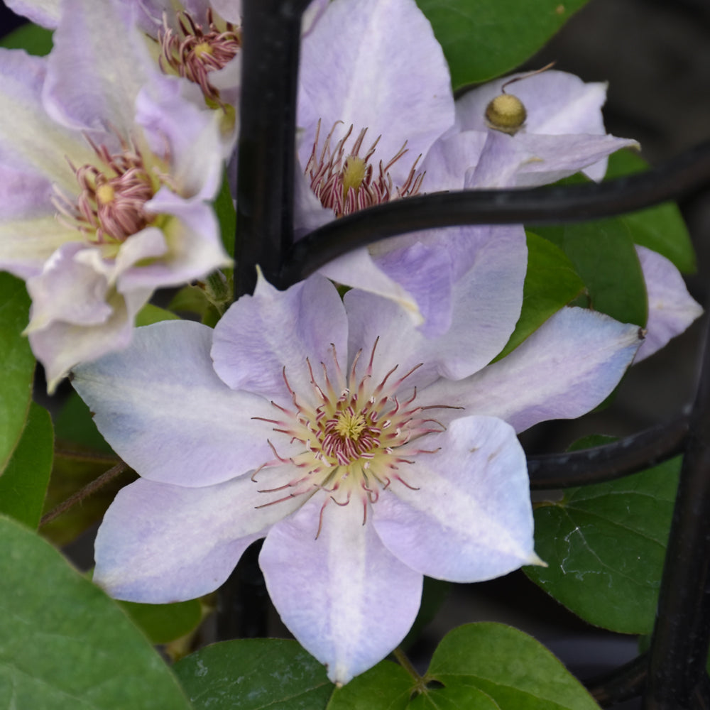 Tranquilite™ Clematis