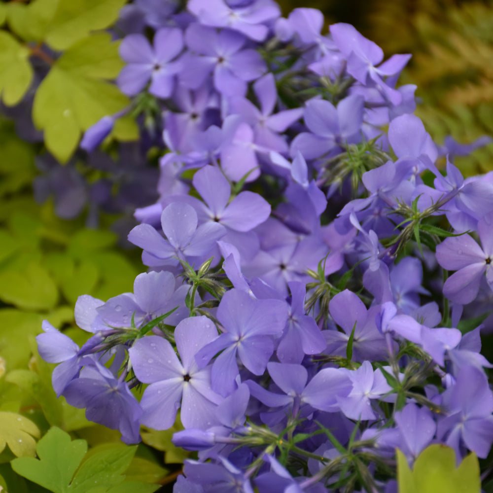 Phlox divaricata 'Blue Moon'