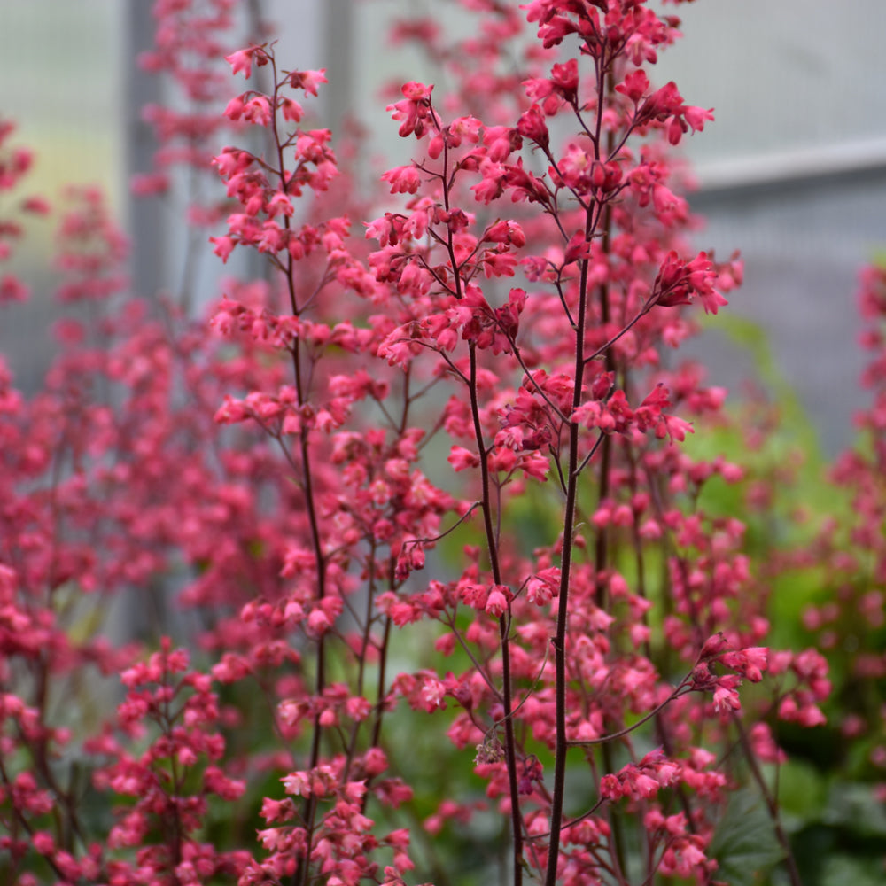 Paris Coral Bells